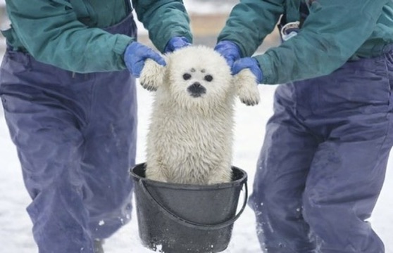 Tsuki — the baby white seal